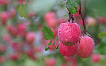 Apple Tree, Apple , Background HD wallpaper