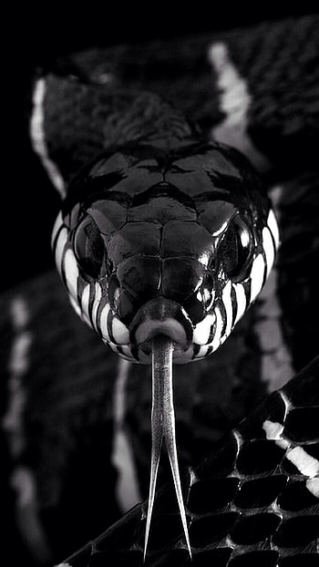 Best snake no1, ⚡best⚡, ⚡⚡⚡no1⚡⚡⚡ HD phone wallpaper