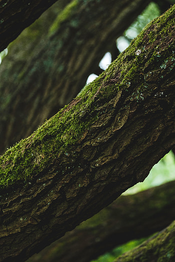 Nature, Wood, Tree, Moss, Focus, Bark HD phone wallpaper