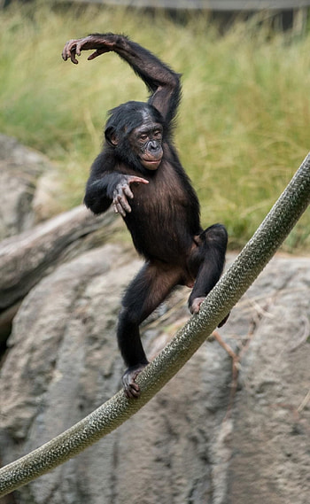 Bonobo, Bonobo wonders revealed, Primate kingdom explored, Great ape fascination HD phone wallpaper