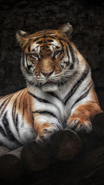 Animal, tiger HD phone wallpaper