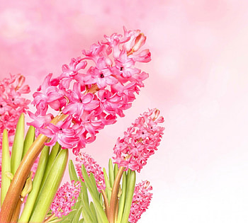 Pink hyazinth, hyazinth, pink, spring, flower HD wallpaper