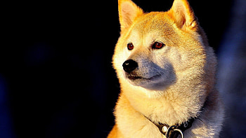 Hokkaido Dog, Beautiful dog, Best HD wallpaper