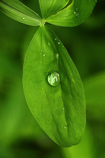 Water, Leaves, Drops, Macro HD phone wallpaper