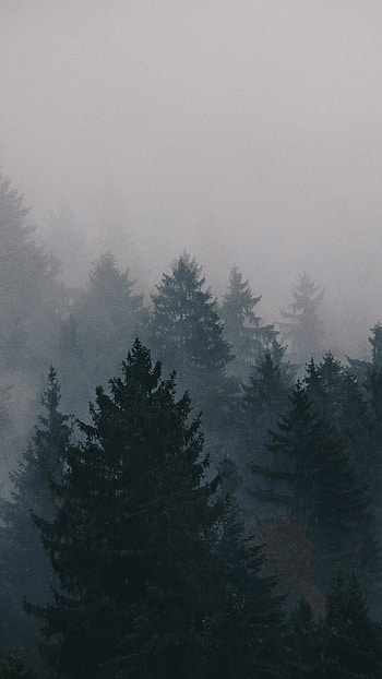 Foggy forest, mystery, Nature's embrace, Tranquil aura HD phone wallpaper