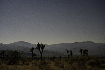 Nature, Mountains, Savanna, Night, Wood, Tree, Starry Sky HD wallpaper