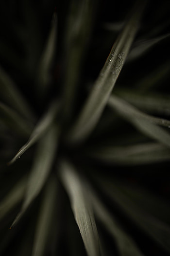 Grass, Plant, Macro, Dew HD phone wallpaper