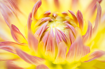 Dahlia, bloom, close up HD wallpaper