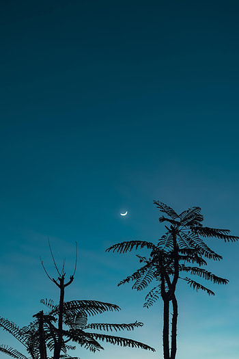 Nature, Sky, Moon, Wood, Tree, Branches HD phone wallpaper