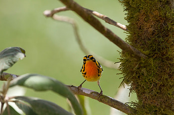 Warbler, branch, animal, bird HD wallpaper