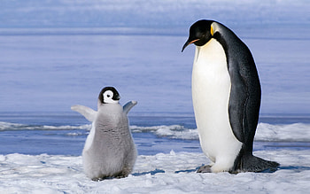 Animals, Snow, Young, Couple, Pair, Glacier, Joey, Penguin HD wallpaper