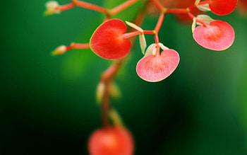 Plant, Macro, Branch, Stem, Stalk HD wallpaper