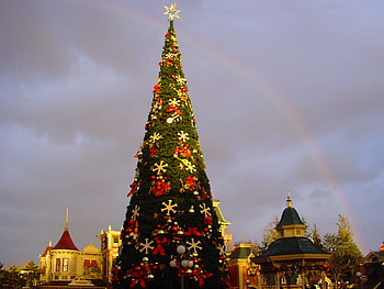 rainbow and christmas tree, holiday, rainbow, christmas, decorations, nature, shy, tree HD wallpaper