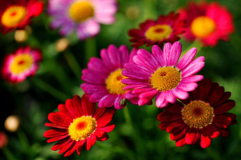 DAISIES, PETALS, LEAVES, COLORS, STEMS HD wallpaper