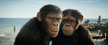 Kingdom of the Planet of the Apes, movie, Kingdom of the Planet of the Apes HD wallpaper