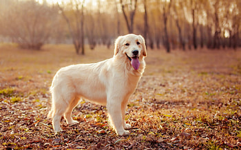 Cute Dog, dog, cute, pet, animals HD wallpaper