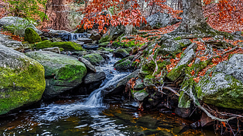 Beautiful Forest Background Algae Covered Rocks Water Stream River Nature HD wallpaper