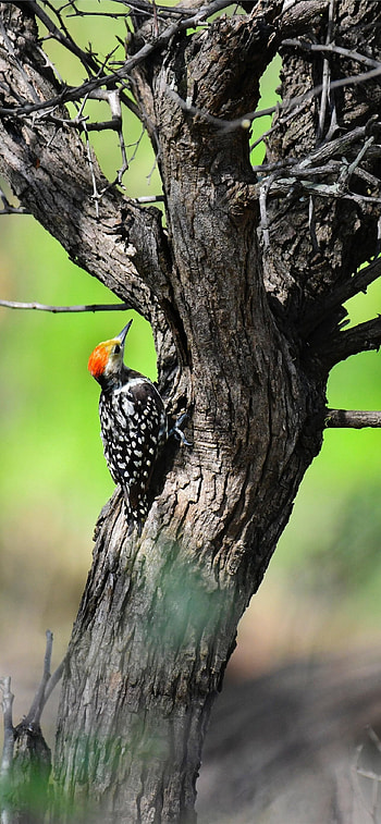 The yellow-crowned, Woodpecker HD phone wallpaper
