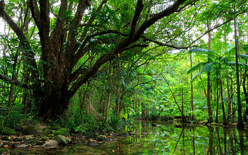 Greenery, , River, Forest HD wallpaper