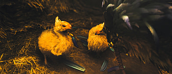 Chocobo Companions: from Monster Hunter Wilds, video game, Monster Hunter Wilds, Chocobo (Final Fantasy) HD wallpaper