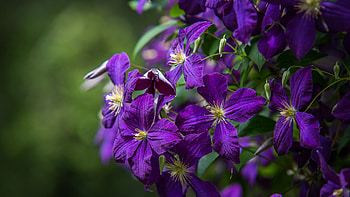 Clematis, summer, purple, pink, flower, green HD wallpaper