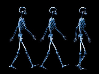 Follow Me, skelletons, three, following, walking HD wallpaper