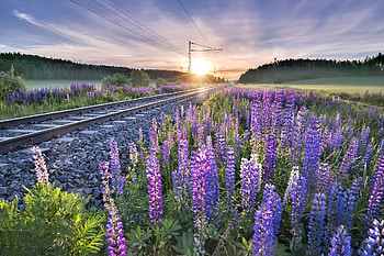 Lupine Flowers, Nature, Sun, Lupine, Flower HD wallpaper