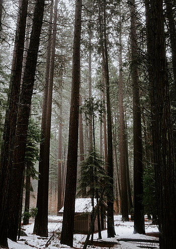 Nature, Trees, Pine, Fir, Spruce, House In The Woods HD phone wallpaper