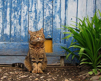 kitty, blue, cat, flowers, day HD wallpaper