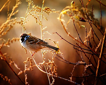 Sparrow, bird, fun, entertainment HD wallpaper