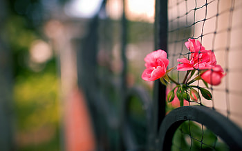 Plants, Flowers HD wallpaper