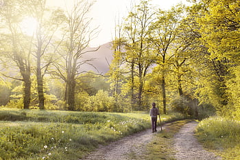 A serene scene of a person walking on a forest path surrounded by sunlit spring trees. HD wallpaper