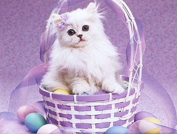 Miss. Lilac, animal, basket, cute, cat HD wallpaper