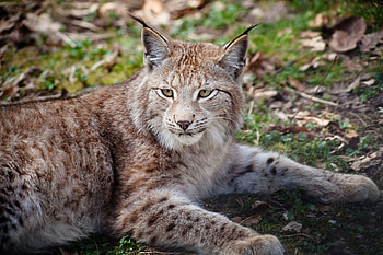 Red Lynx, Stunning , Lynx , Animals HD wallpaper