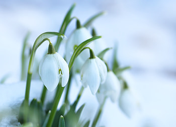 Snowdrops, flowers, white, blur, bloom HD wallpaper