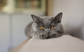 Animals, Cat, Muzzle, Thick, Fat, Paws HD wallpaper