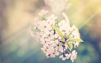Flowers, Leaves, Macro, Glare, Branch, Greased, Smeared HD wallpaper
