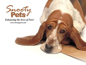 Snooty(NOT) Pets, dogs, basset hound, animals, snooty pets HD wallpaper