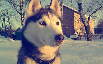 Siberan Husky, siberan-husky, animals, dog HD wallpaper