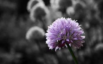 purple flower colorsplash, purple, colorsplash, flower, black and white HD wallpaper