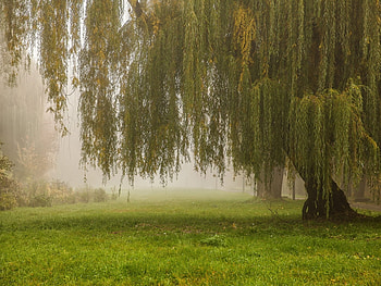 Landscape, Trees HD wallpaper