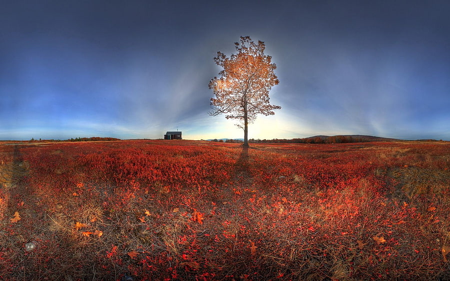 Landscape, Nature, Autumn, Shine, Light, Wood, Tree HD wallpaper