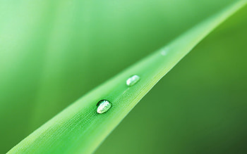 Grass, Drops, Macro, Greens, Dew HD wallpaper