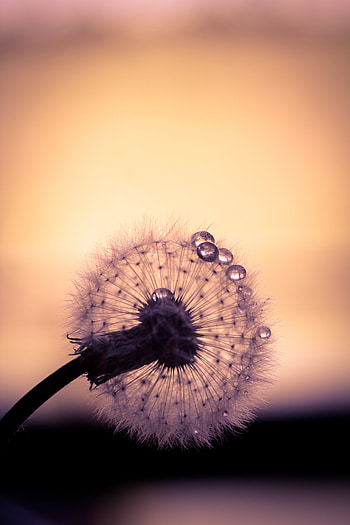 Drops, Macro, Dandelion HD phone wallpaper