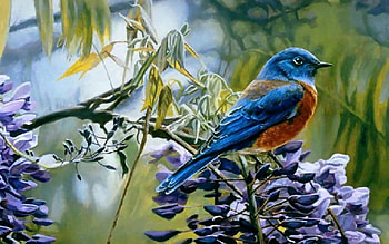 Handsome Bluebird F2C, animal, bird, art, avian, artwork, wide screen, wildlife, painting, bluebird HD wallpaper