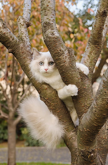 A fluffy white and gray ragdoll cat with blue eyes perched on a tree branch in an autumn setting. HD phone wallpaper