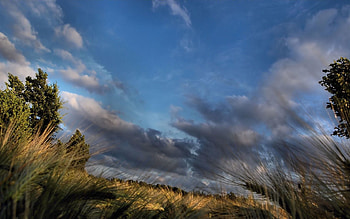 Nature, Trees, Sky, Clouds, Ears, Spikes HD wallpaper