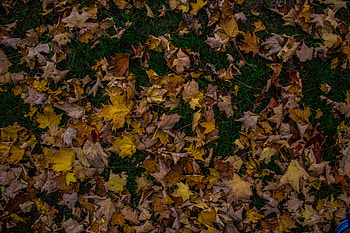 Nature, Grass, Autumn, Foliage, Maple, Fallen HD wallpaper