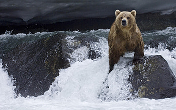 Animals, Water, Stones, Bear, Flow HD wallpaper