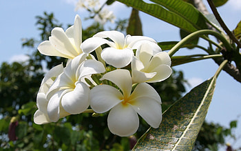 Flowers, Sky, Leaves, Petals HD wallpaper
